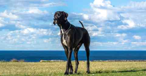 Great Dane