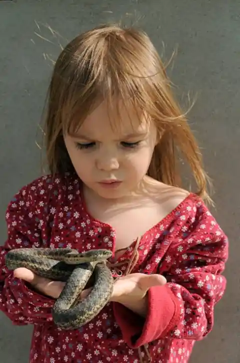 A Reptile World