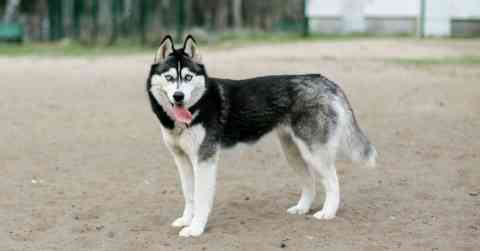 Husky Challenges