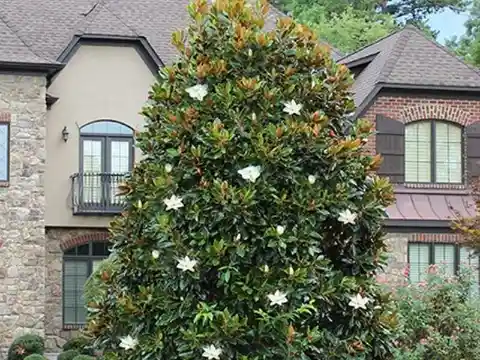 Magnolia ‘Little Gem’