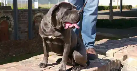 Cane Corso – The Fearless Watchdog