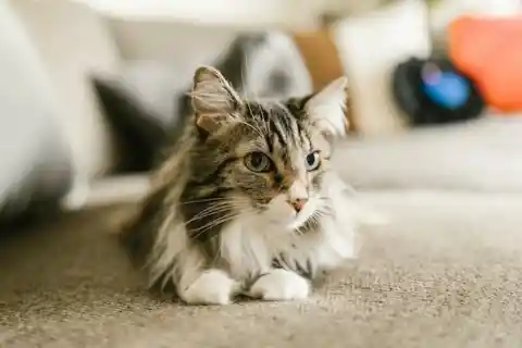 Un felino peleón