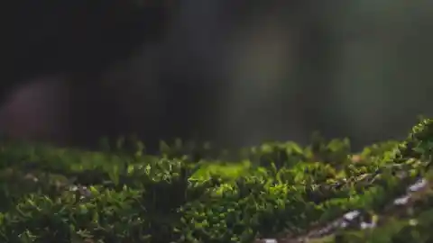 Cortando La Hierba