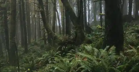 Into The Forest 