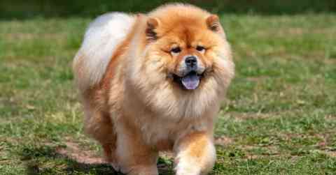Chow Chow