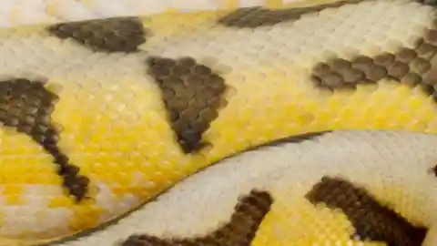 Their Favorite Snake