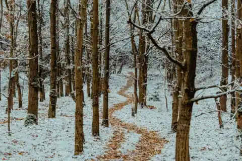 Following The Trail
