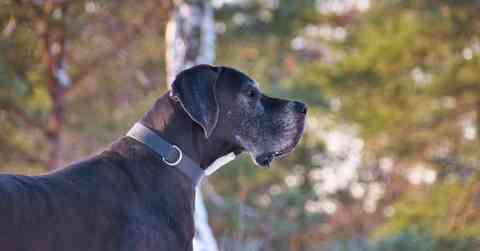 Great Dane Challenges