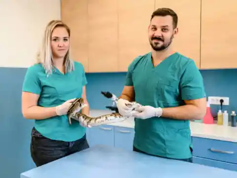 Special Snake Care