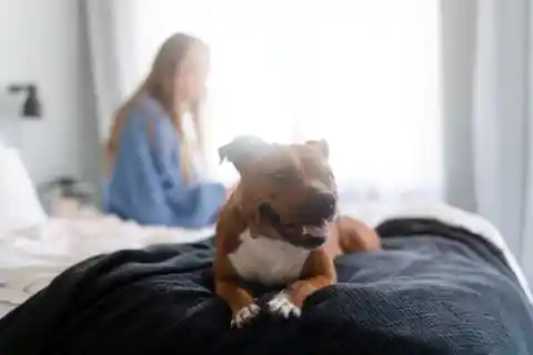 Un perro Nervioso