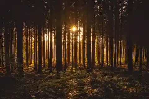 Ein Schrecklicher Geruch