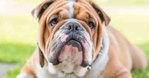 English Bulldog