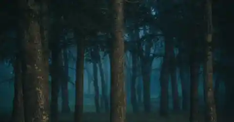 The Tree
