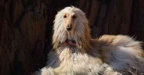 Afghan Hound Challenges
