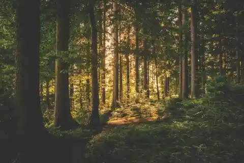 Out Of The Woods
