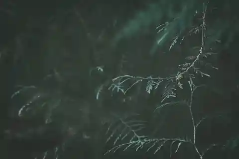 Árvore De Zimbro