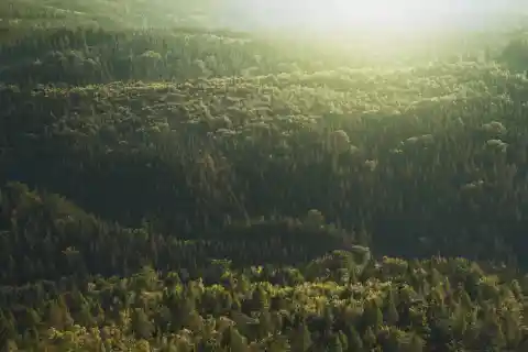 Sie Riefen Nach Ihm