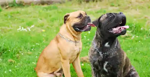 Bullmastiff – The Gentle Protector