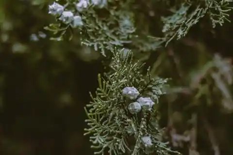 The Call