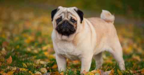 Why These Breeds Struggle