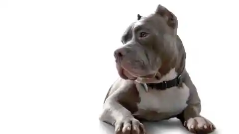 Persistent Whining