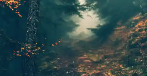 The Dark Trail 