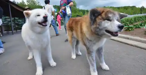 Akita – The Courageous Companion