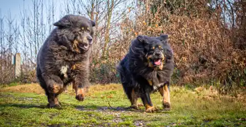 Tibetan Mastiff – The Regal Guardian