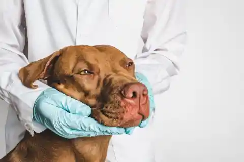 Investigaciones Médicas
