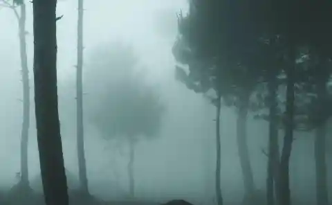 The Clearing 