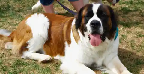 Saint Bernard – The Caring Guardian