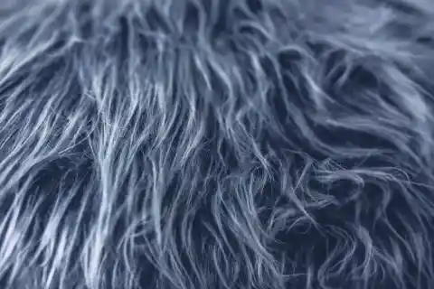 Matted Fur