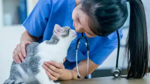 Los cheques del veterinario