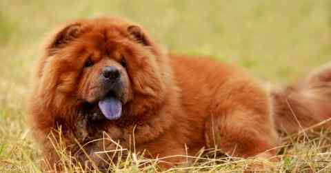 Chow Chow Challenges